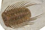 Two Spiny Selenopeltis Trilobites - Erfoud, Morocco #300377-1